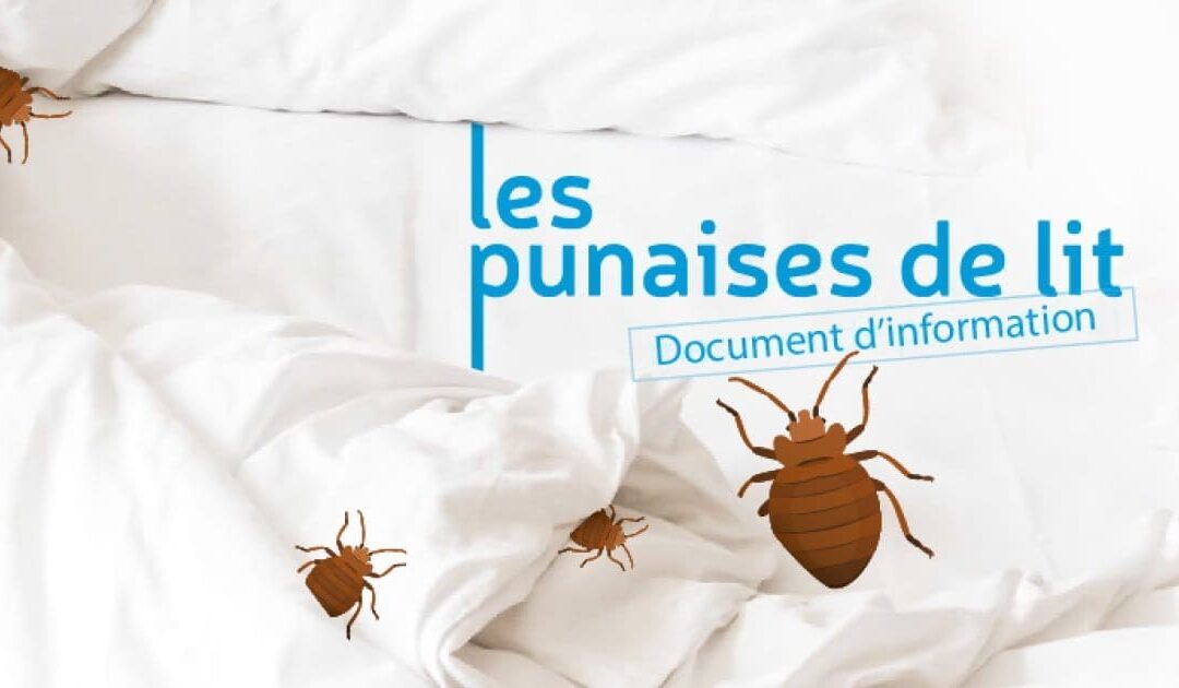 Les punaises de lit et la présence d&rsquo;insectes dans la maison ?